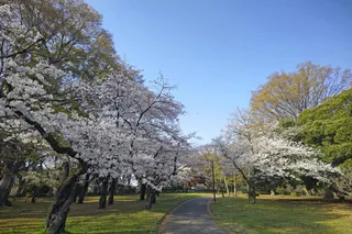 Yoyogi Park