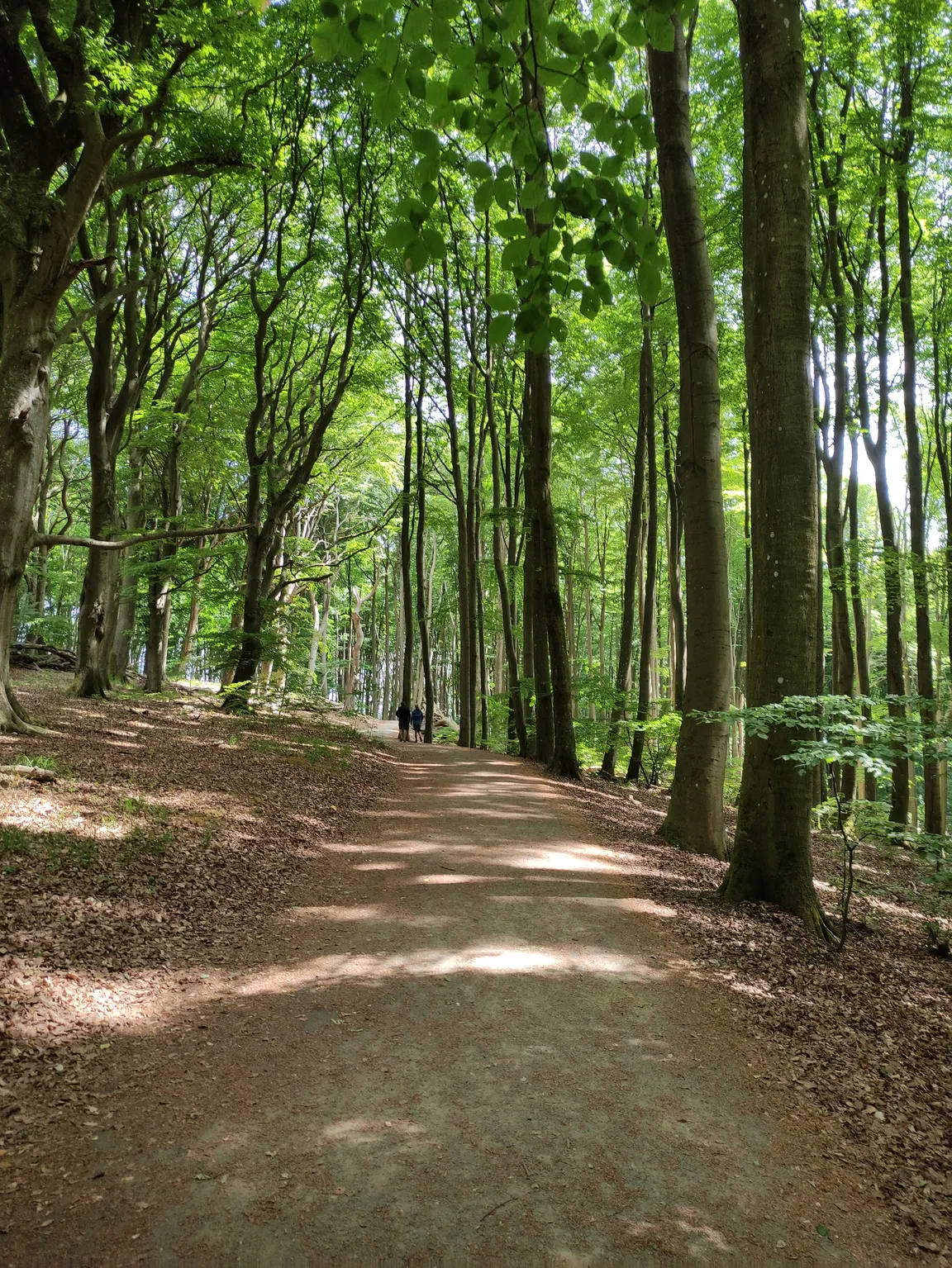 Park Narodowy Jasmund