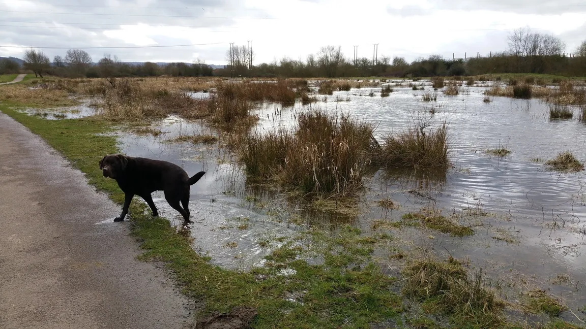 Alney Island Nature Reserve