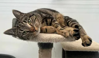 Meow Mansion