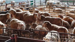 Roves Farm
