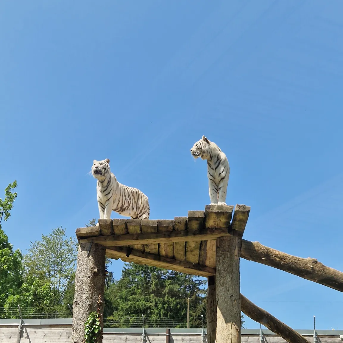 ZOO Siky Ranch, Christophe Keller