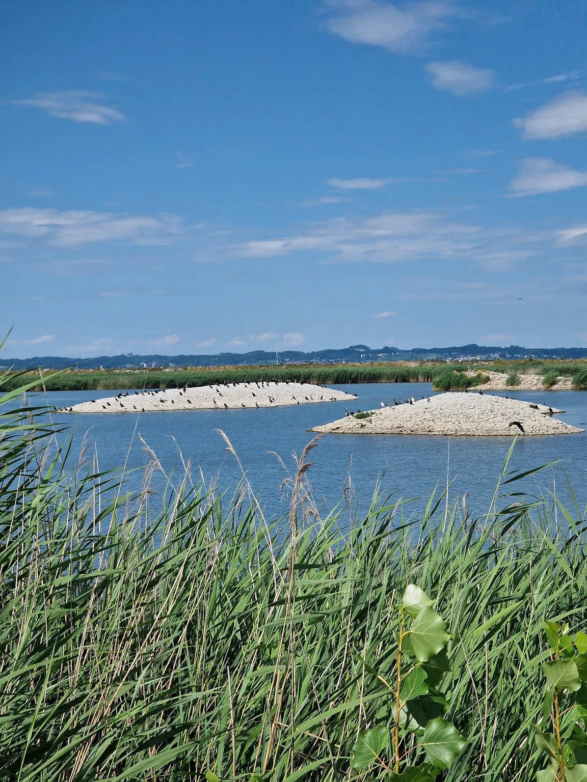 Lagunen-Rundwanderung Rheindelta - Bodensee