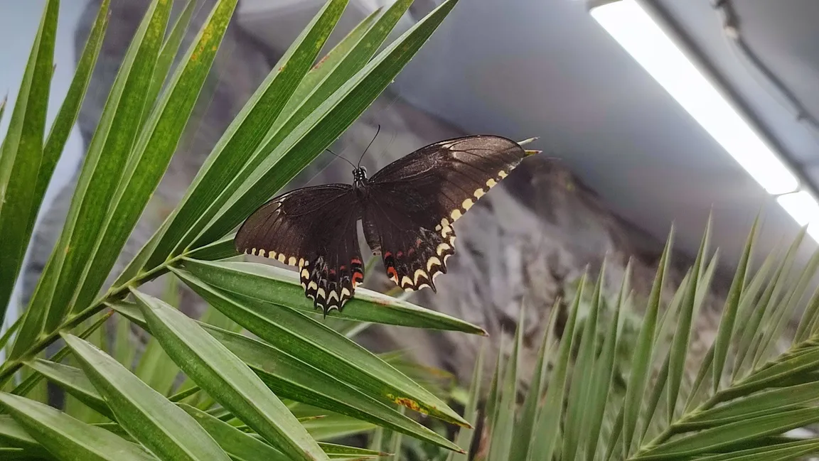 Butterfly House