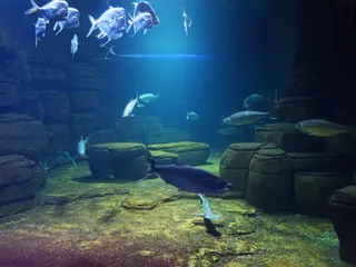 Aquarium Berlin