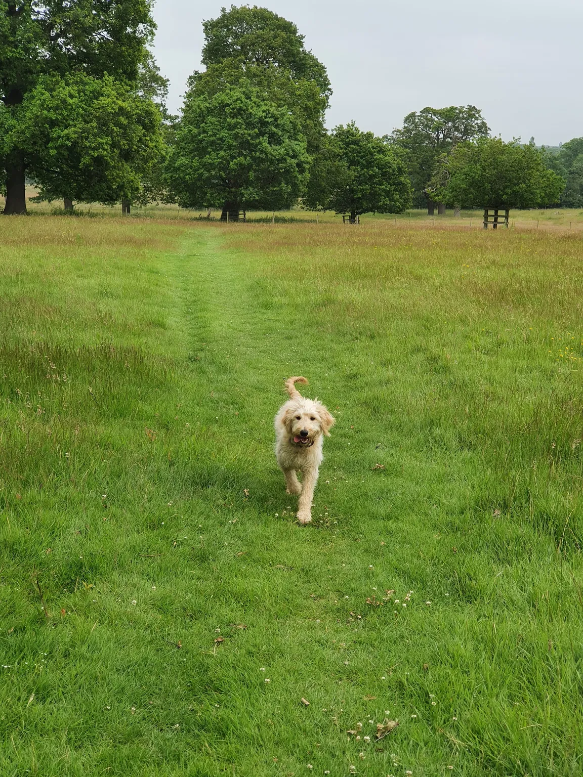 National Trust - Hatchlands Park