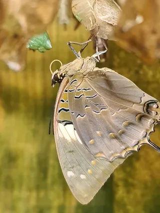 Pili Palas Nature World