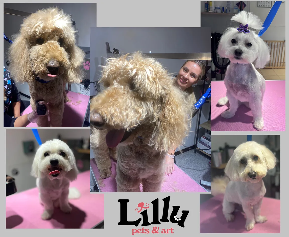 Lillu Pets Groomer Fryzjer dla psów/pielęgnacja zwierząt Kraków