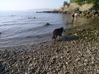Dog Beach