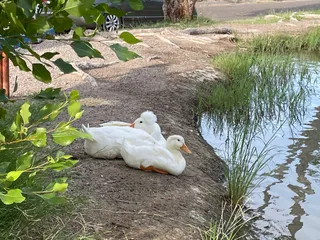 Carole Wheeler Dog Park