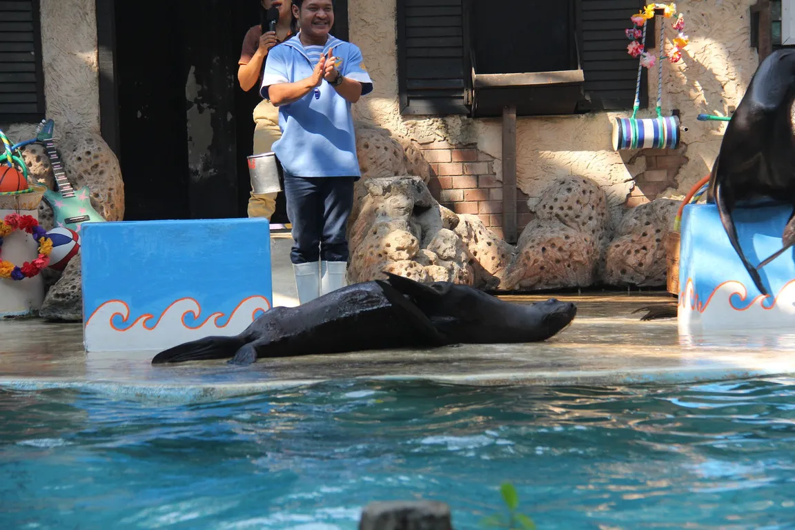 Sea Lion Show