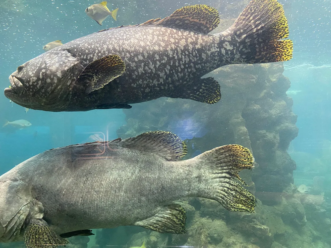 Phuket Aquarium
