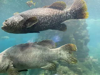 Phuket Aquarium