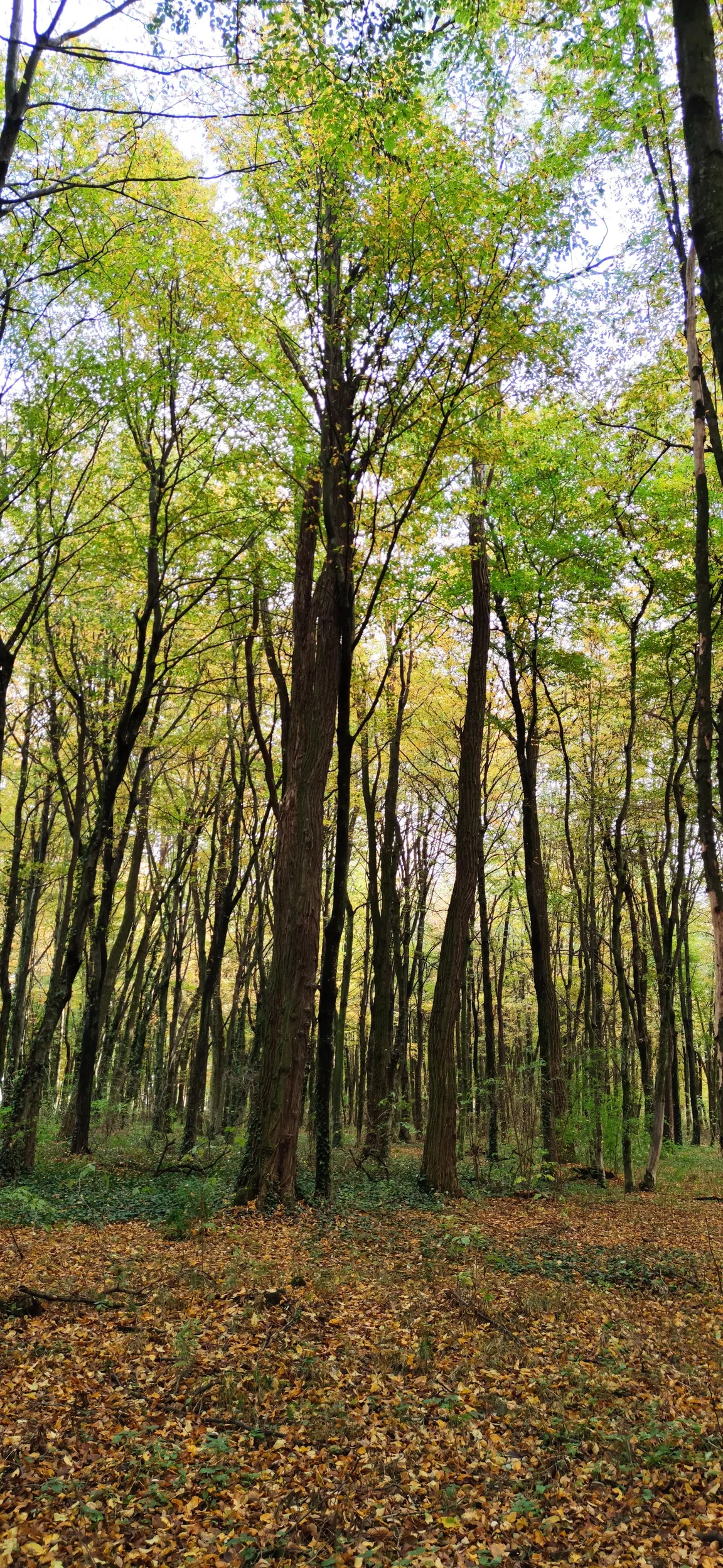 Moravske Toplice Trim Steza