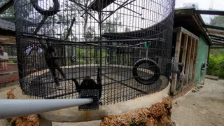 Monkey Jungle
