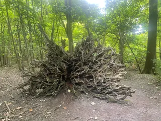 National Trust - Reigate Hill and Gatton Park