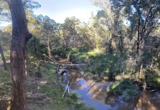 Brisbane Koala Bushlands