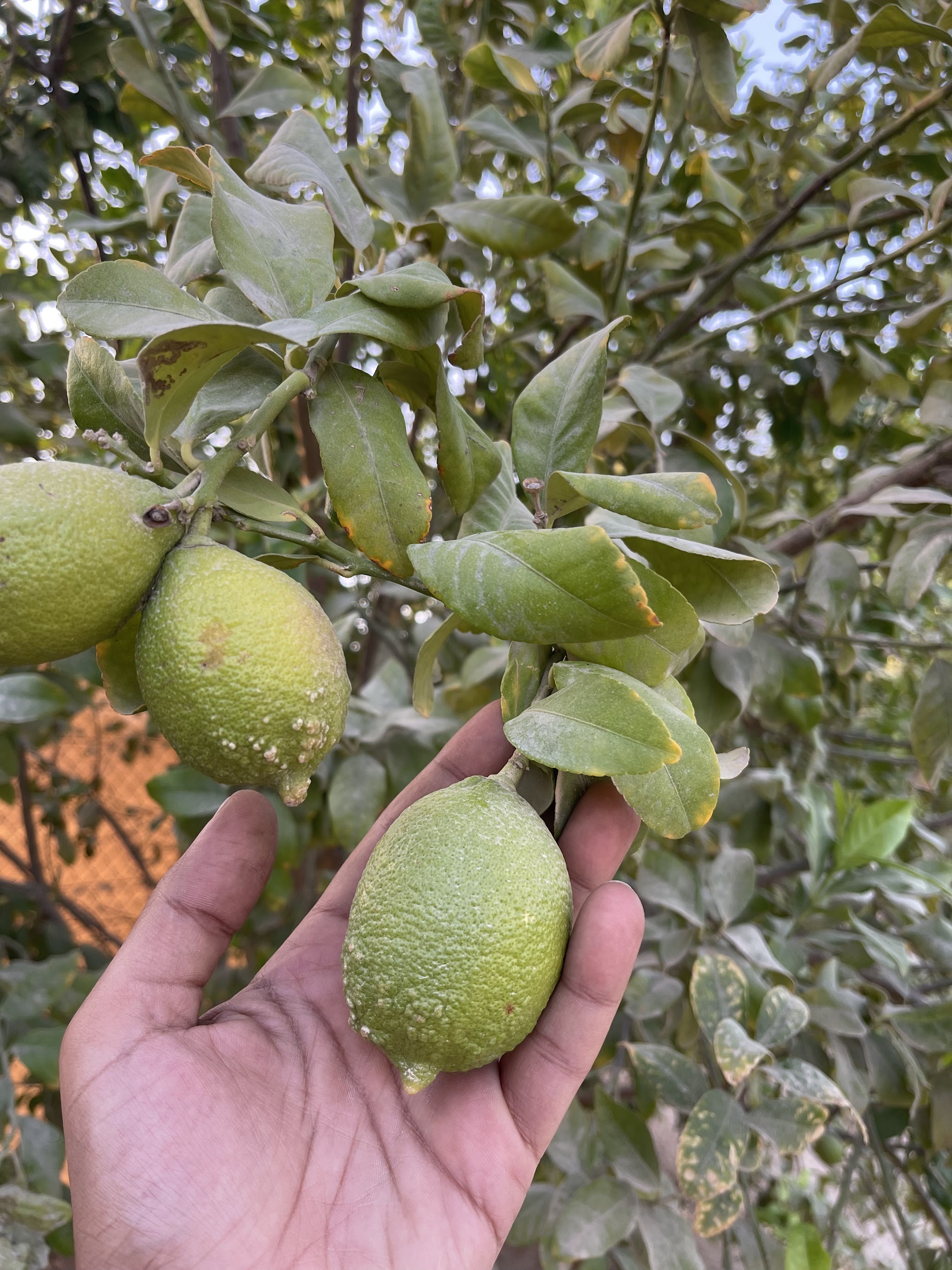 Hamed farm | Hopsa