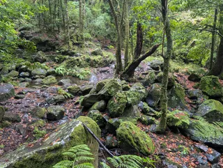 PR14 Levada dos Cedros