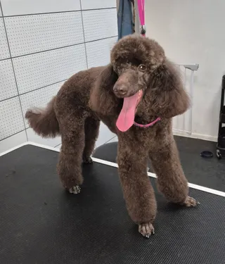 Groomer z Nowolipek