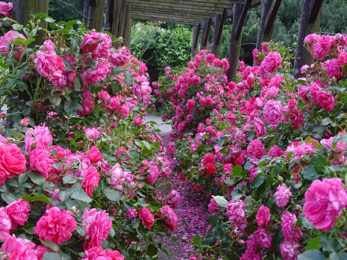 Rosarium w Parku Śląskim