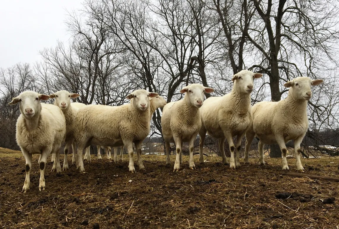 Kinderhook Farm
