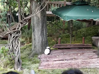 Chengdu Panda Museum