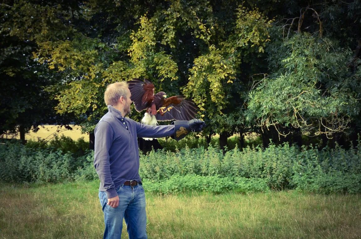 Hampshire Hawk Walks