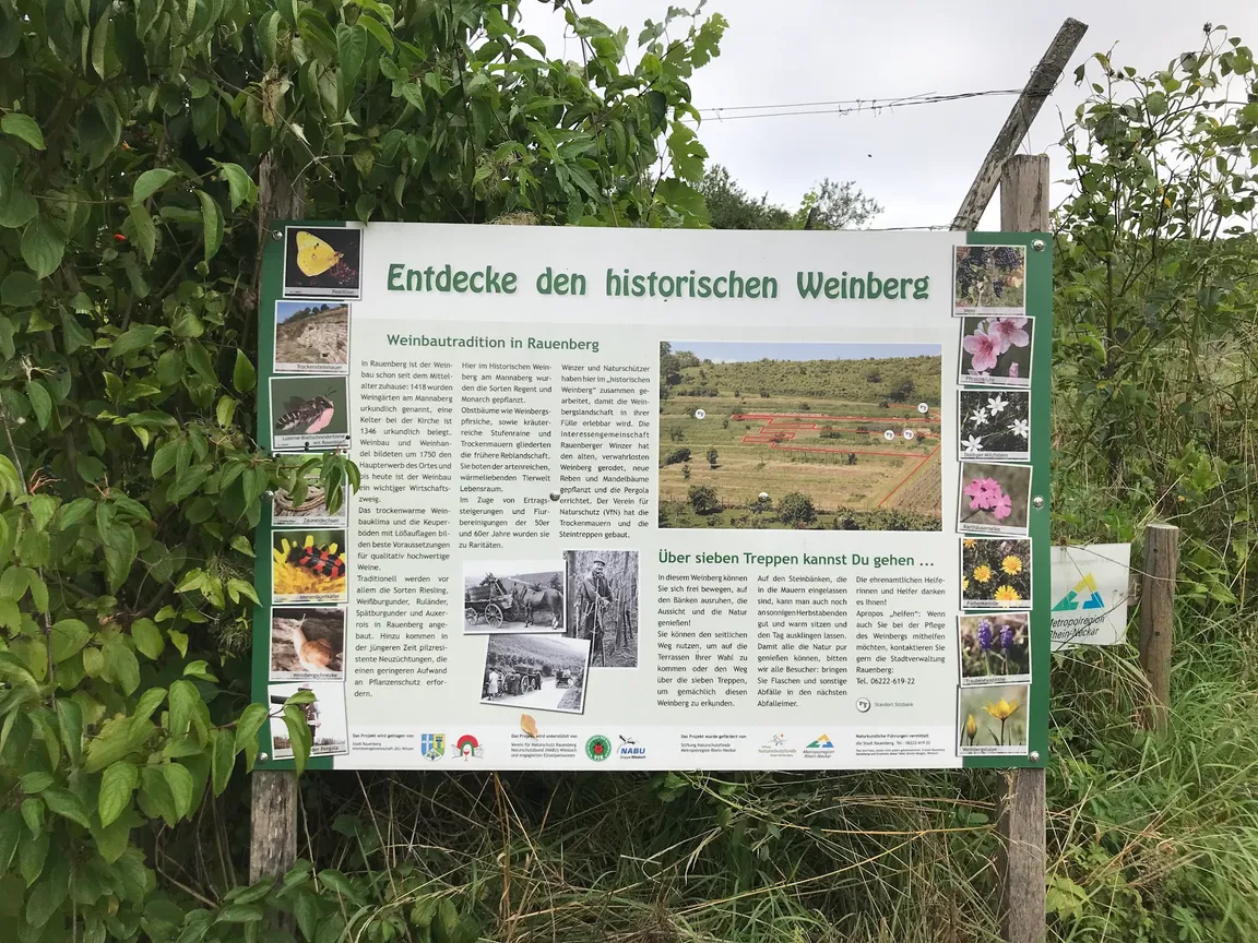 Historischer Weinberg