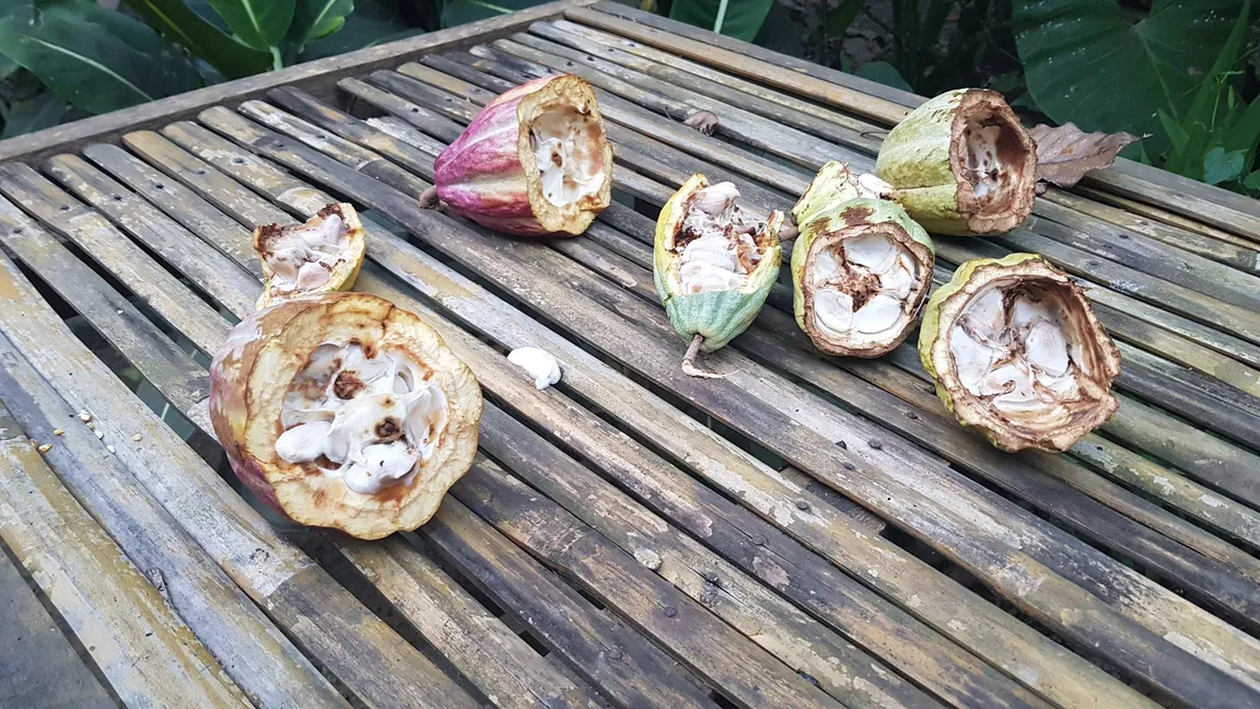Subak Bali Agro