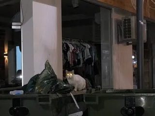 Trash cat