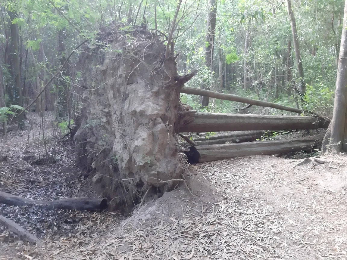 Rio da Mula