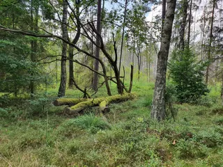 Brodnicki Park Krajobrazowy