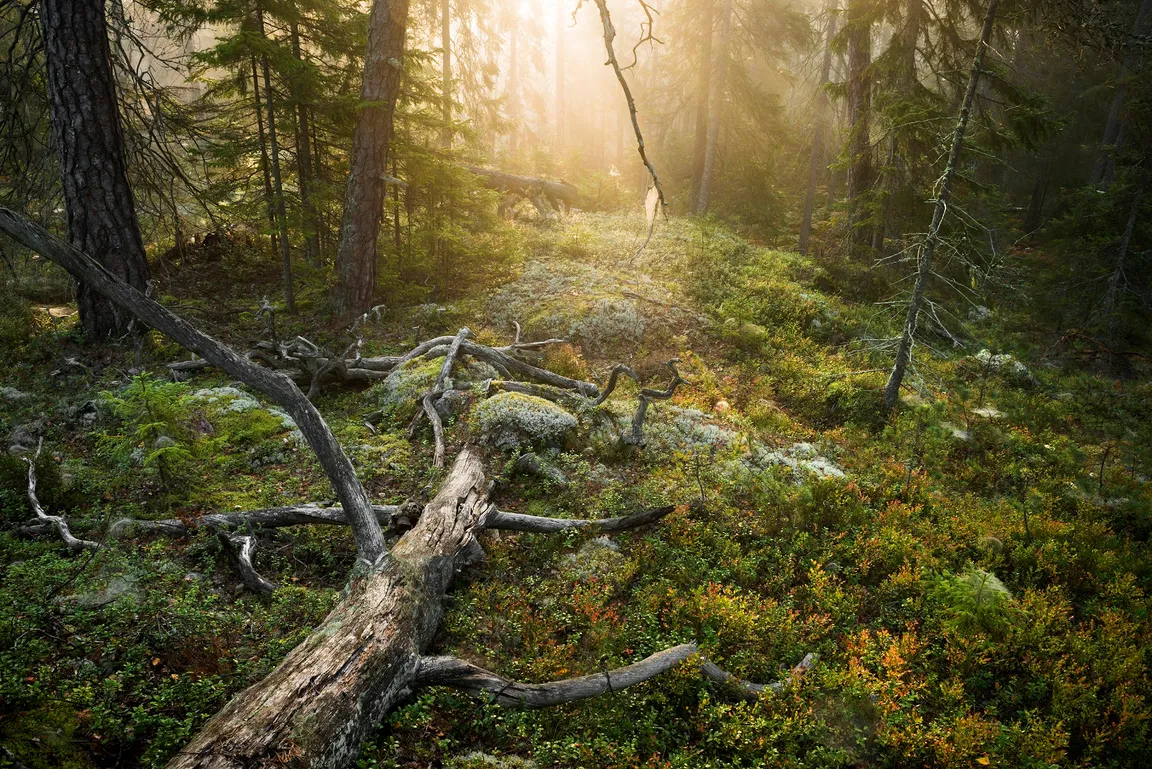 Park Narodowy Tyresta