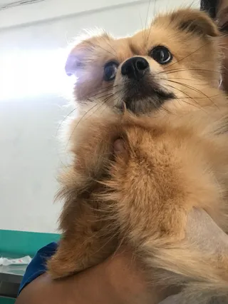 Vethoscope Animal Care
