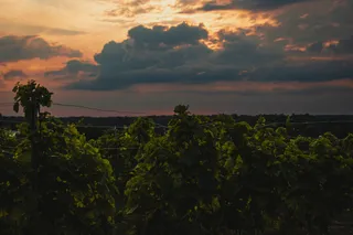 Winnica Binowo. Wina z Puszczy Bukowej