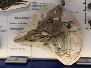 The Etches Collection Museum of Jurassic Marine Life