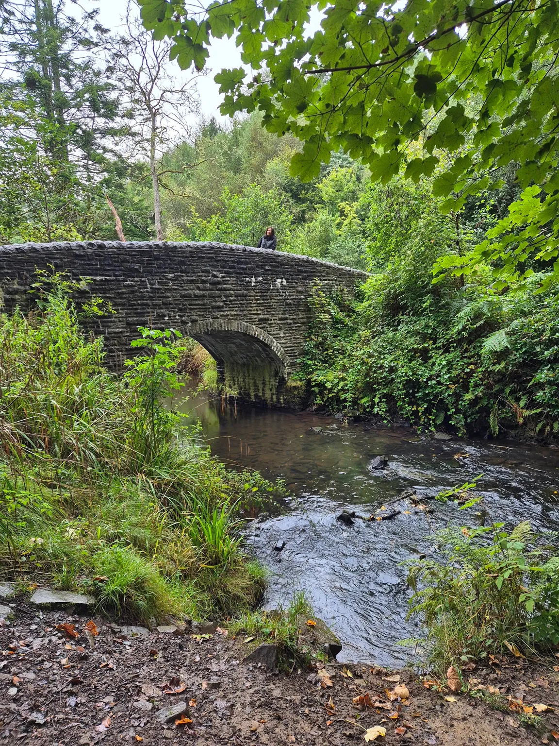 Penllergare Valley Woods