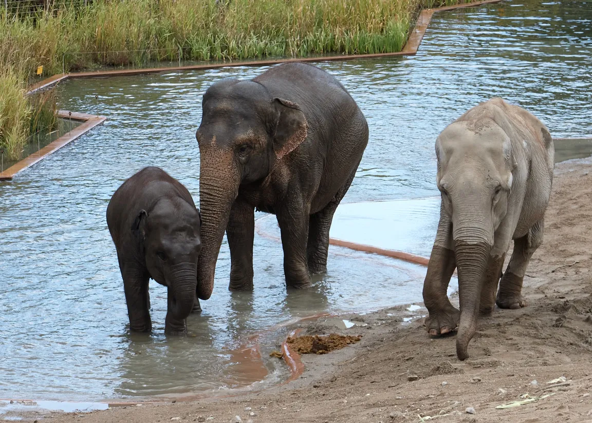 Copenhagen Zoo