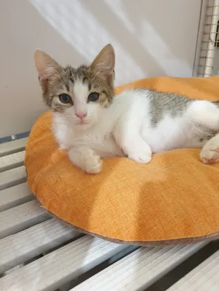 Gattile PanEppaa Trento