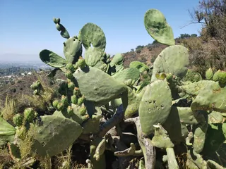 Nancy Hoover Pohl Overlook at Fryman Canyon