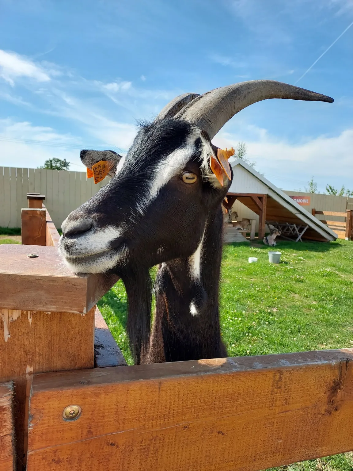 DonkeySzot - Mini Zoo i Alpaki