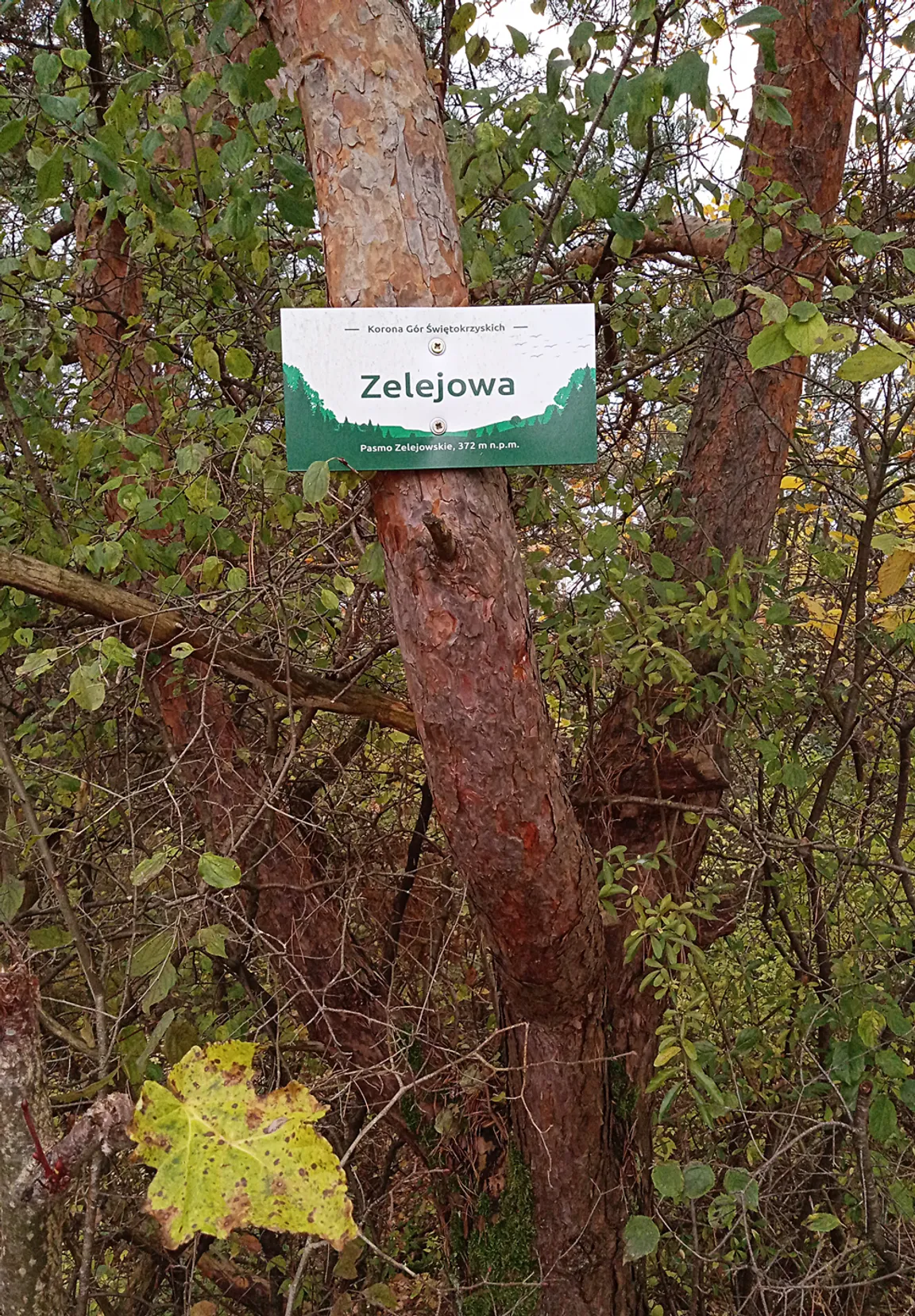 Rezerwat przyrody Góra Zelejowa