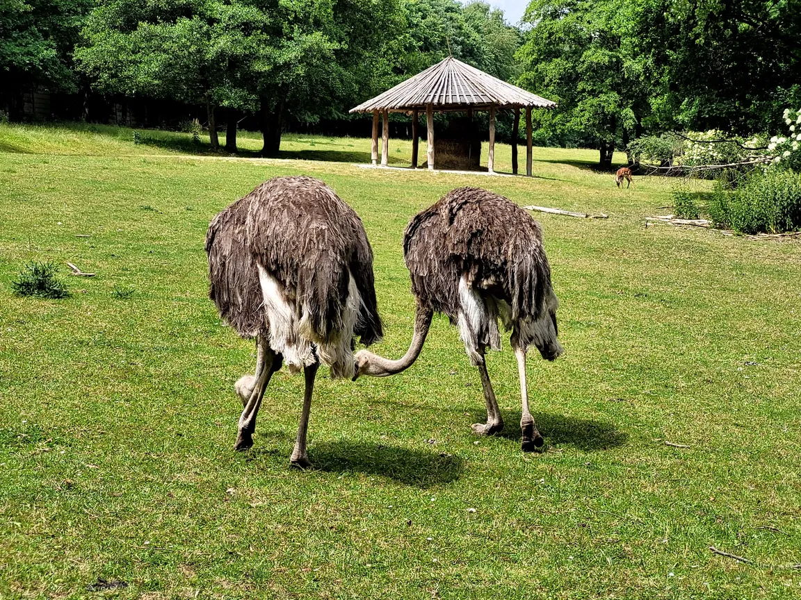 Dvůr Králové Zoo