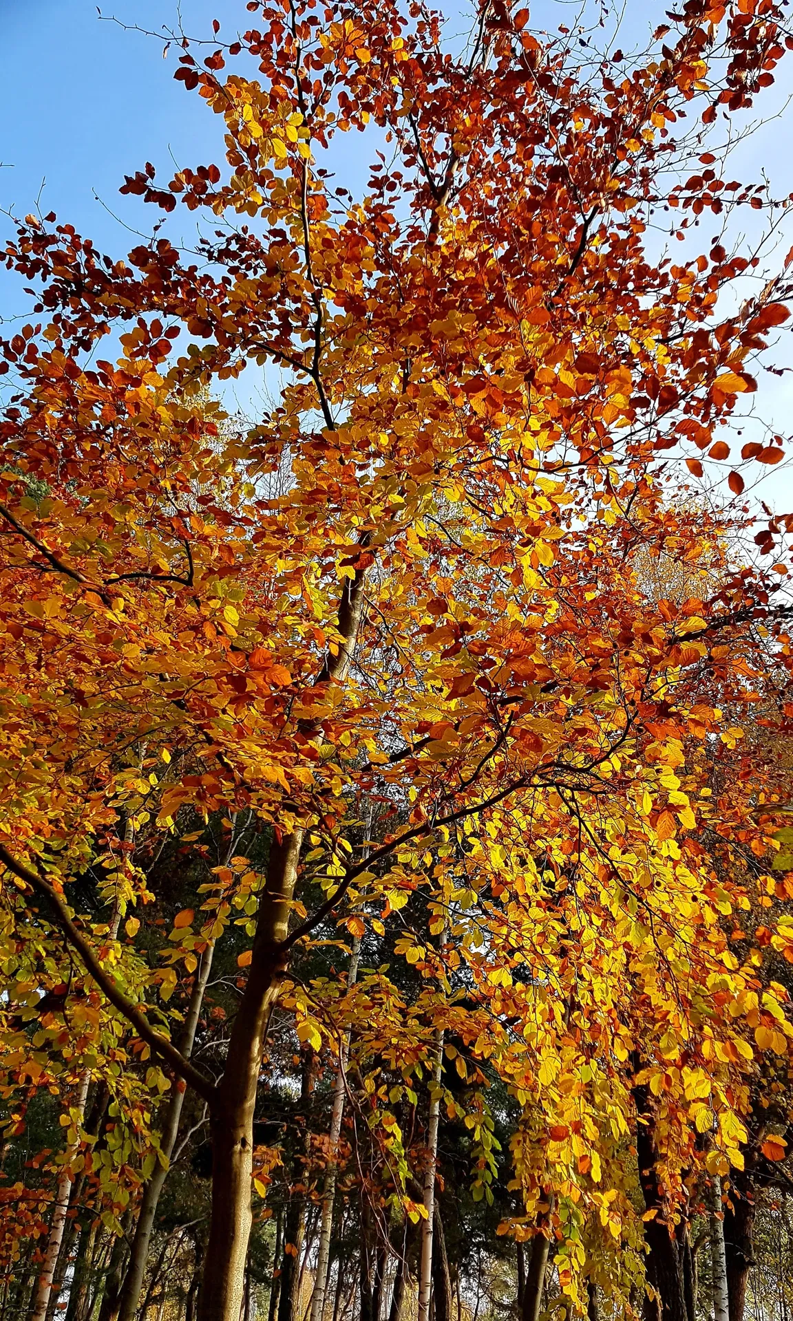 Park linowy dla dzieci