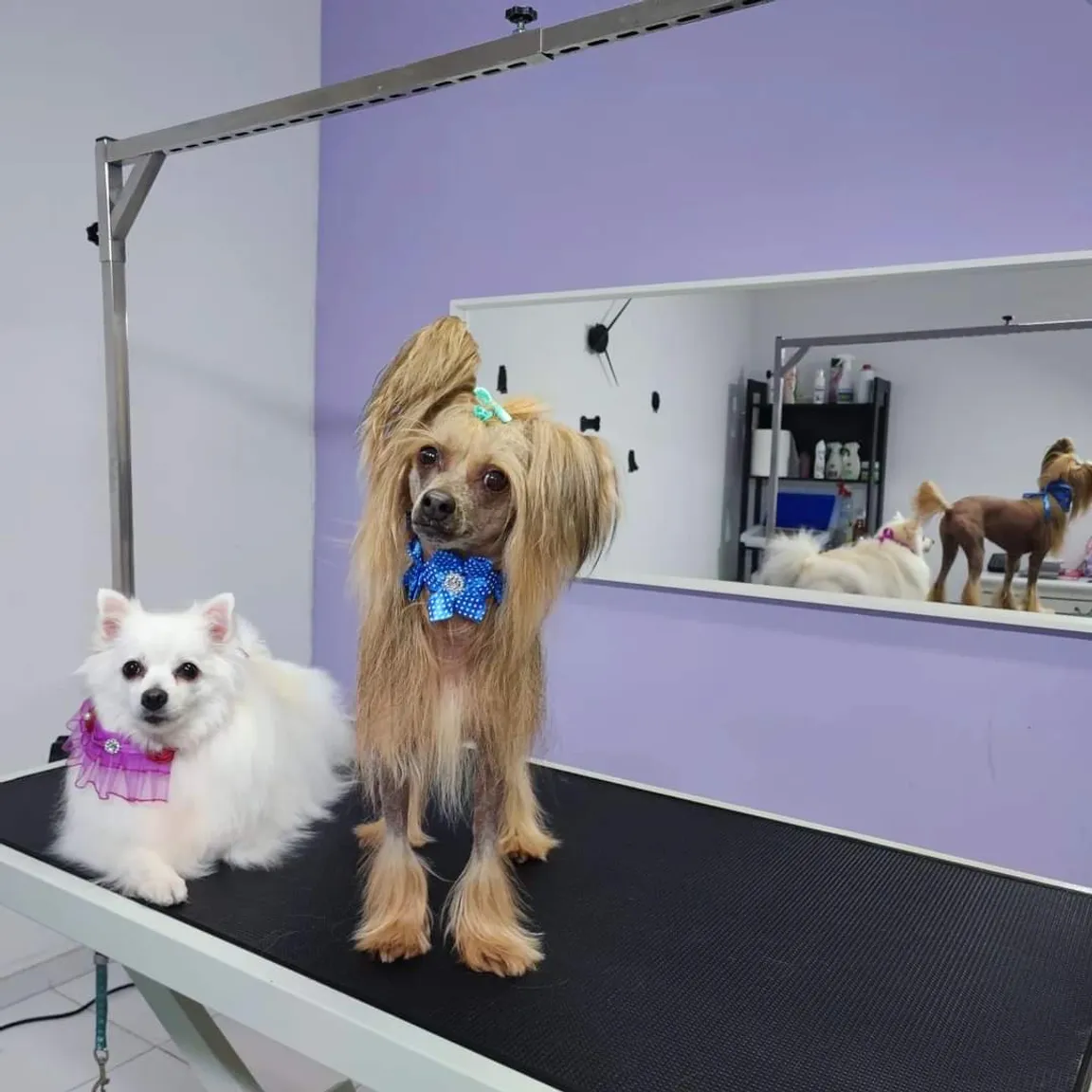 Strefa Psa PSI FRYZJER groomer, fryzjer dla zwierząt