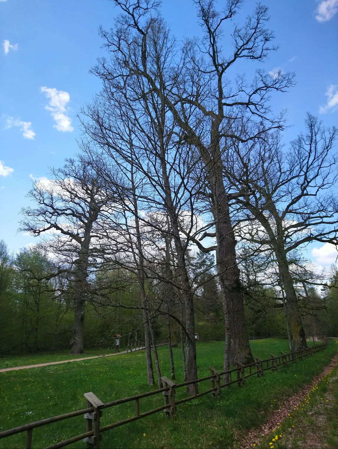 Szlak Dębów Królewskich