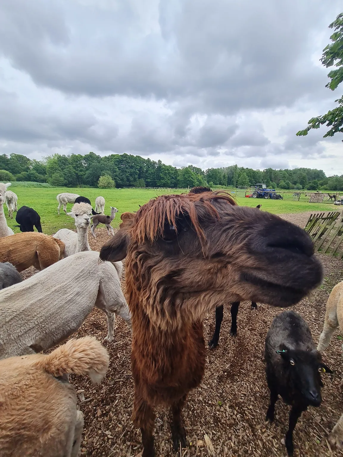 Alpaca walking Hensting Alpacas limited