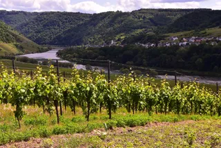 Burg und Moselsicht