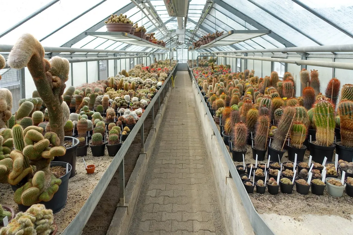 Ogród Botaniczny w Heidelbergu